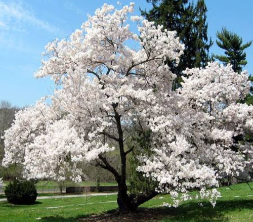 Cerezos Blancos Yoshino De Japón (arbolito) Enano Maceta