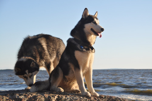 Solemne Husky Pedigri Microchip Garantía D Vida 19