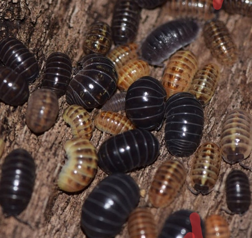 120 Isopodos (cochinillas) A. Vulgare Alimento O Mascota Wow