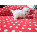 Bichon Maltes Hermosos 