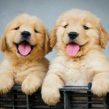 Golden Retriever Peludos Llenos De Amor 