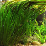 Vallisneria Gigantea Surtida Oferta Solo En Mundo Acuatico