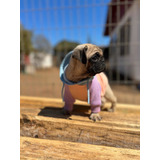 Pug Inscritos En Kennel Hembras Y Machos