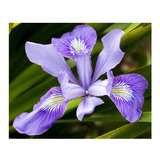 10 Semillas De Iris Douglasiana - Iris Douglas Codigo 579