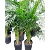 Palmera Areca 7lt - Planta De Interior