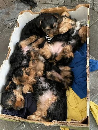 Hermosos Cachorritos Yorkies Yorkshire Terrier Hembra\u002Fmacho | MercadoLibre