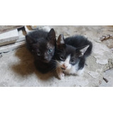 Gatitos Bebés En Adopción !!