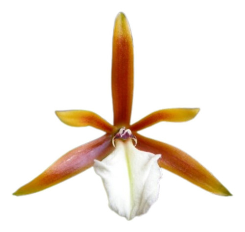 Dinema Polybulbon Mini Orquídea Rara Importada Planta Adulta