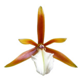 Dinema Polybulbon Mini Orquídea Rara Importada Planta Adulta