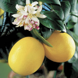 1 Arbolite Limon Eureka, Limon Meyer Laurel Mexicano Semilla