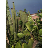 Cactus Decoración Jardín Desértico Agaves Órganos Cereus