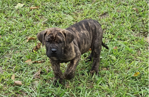 Cachorro Fila Brasilero