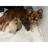 Chihuahuas Filhote Pedigree Cbkc Guarapari-es