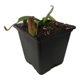 Planta Carnivora Lowii X Ventricosa Nepenthes Chica El Rey