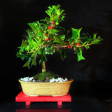 Arteenbonsai Muérdago Ficus Árbol De La Vida Portulacria