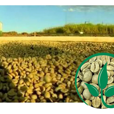 2kg Café Arabica Cru Em Grãos Para Torrar Café Limpo | Parcelamento sem juros