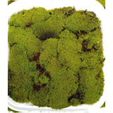 Musgo Verde Común Briófita Tapiz Bonsái Terrario Deco 250 Gr