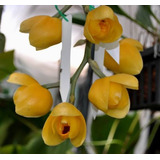 Orquidea Acineta 