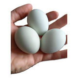 Ovos Caipira Azul Galados  - Genética Melhorada (12 Ovos)