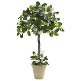 Stephanotis Topiary Macetero, 3'