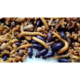 15 Tenébrios Molitor + 15 Larvas, Para Iniciar Plantel.