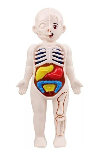Juguete Educativo Anatomía Cuerpo Humano Niño Armable