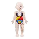 Juguete Educativo Anatomía Cuerpo Humano Niño Armable