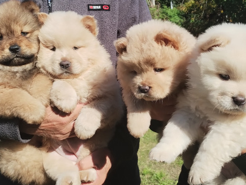 Chow Chow 