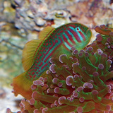 Peixe Marinho Goby Clown Green