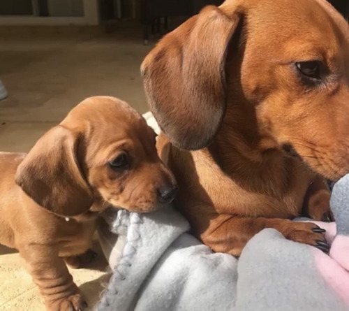 Cachorros Salchicha Unicos, Envios Bonificado