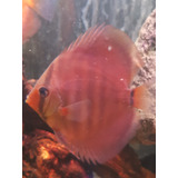 Pez Discus Red Cover 8 Cm 