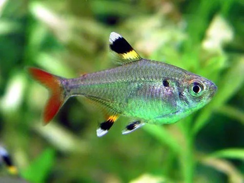 Pct. C/ 5 Peixes Tetra Pristela -aquário- Água Doce