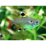 Pct. C/ 5 Peixes Tetra Pristela -aquário- Água Doce