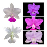 Orquídea Cattleya Walkeriana Kit 5 Cores 