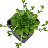 Planta Suculenta Orostachys Malacophylla - Roseta