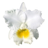 Orquidea - Cattleya Branca Adulta