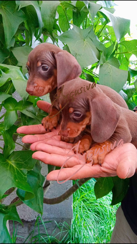 Salchicha Dachshound Teckel Chocolate Cachorros Hembritas