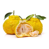 1 Arbolito De Mandarina Agria Ornamental - Exotico Frutal