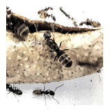 Hormiga Reina Forelius Antarcticum / Mascota Granja Hormigas
