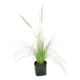 Pasto Pennisetum #1