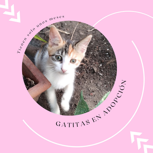 Gatita En Adopción Naranja Y Blanco Con Rayas Y Ojos Verdes