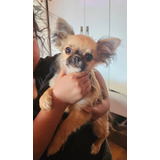 Chihuahua Cabeza De Manzana Macho