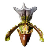 Orquidea Sapatinho!! Paphiopedilum Insigne Adulto!!!