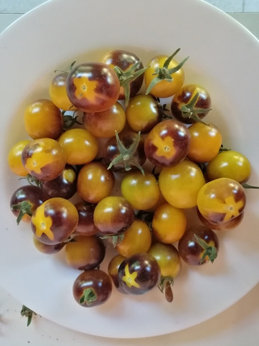 Semillas Tomate Cherry Purpple Amarillo Prosperidad