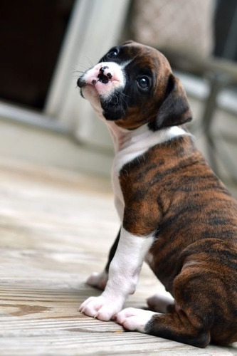 Cachorro Boxer Atigrado 02