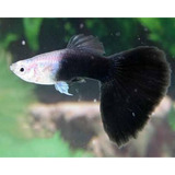 Guppy Half Black (casal)