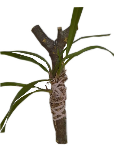 Plantula De Orquídea Lluvia De Oro (oncidium)