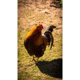 Cuadro Canvas Gallo Pajaro Pico Pluma Rooster Ave Bird M7