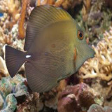 Combo Peixe Marinho Tang Scopas + 2 Bailarinos