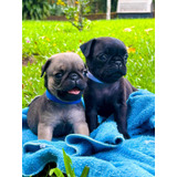 Filhote De Pug Preto